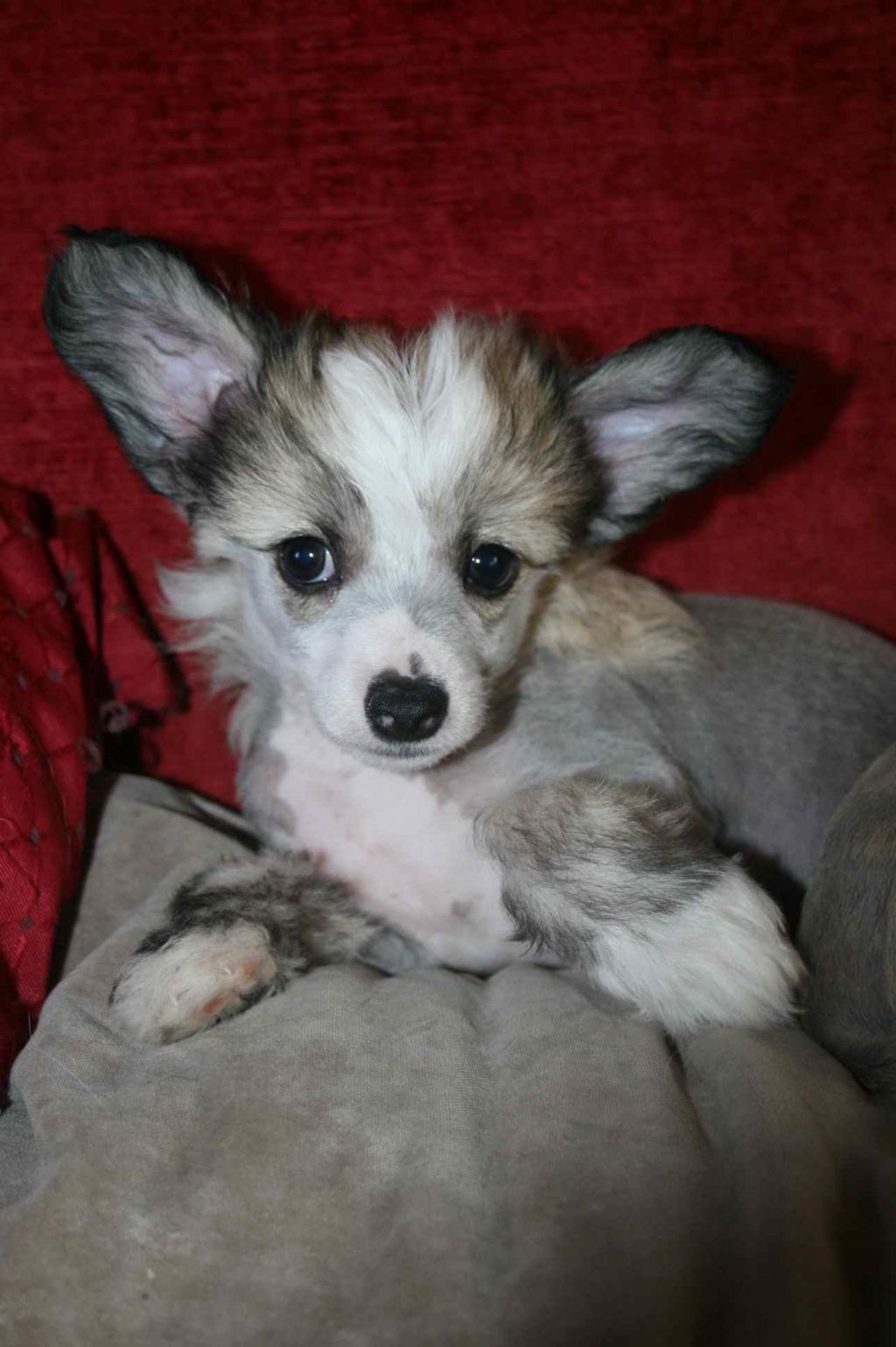 Taï Mandchou's Farell