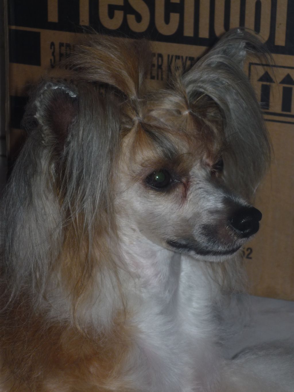 Taï Mandchou's French Connection