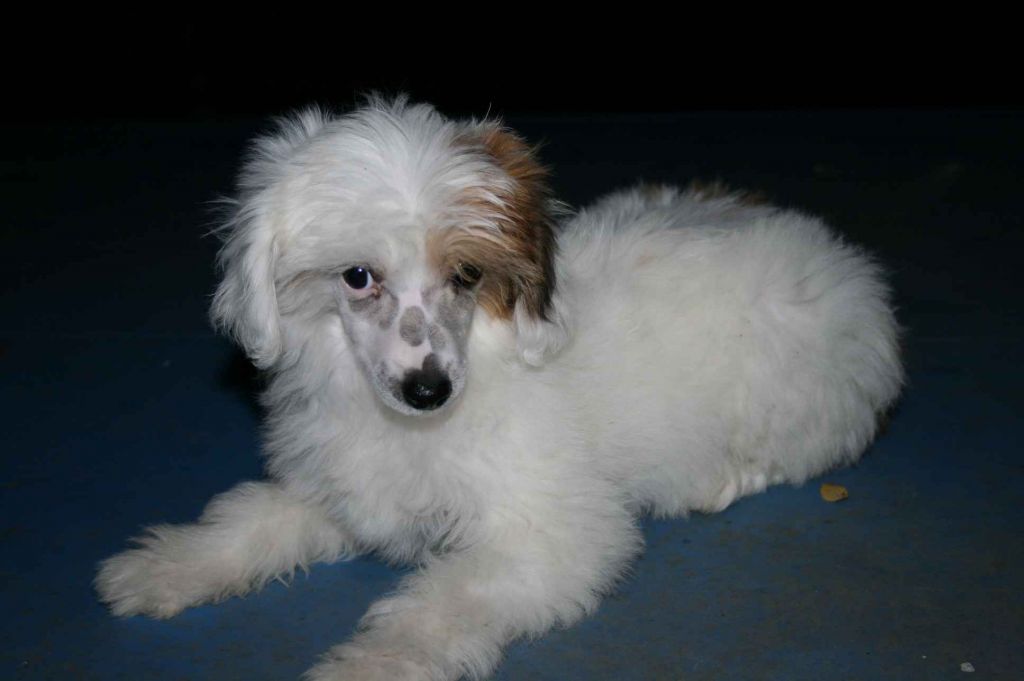 Taï Mandchou's French Kiss