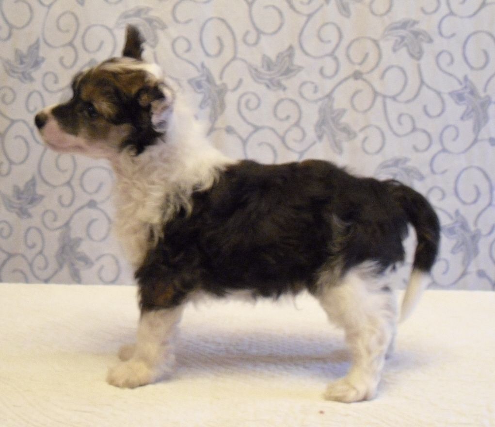 Bozo Gang's Demolition Derby