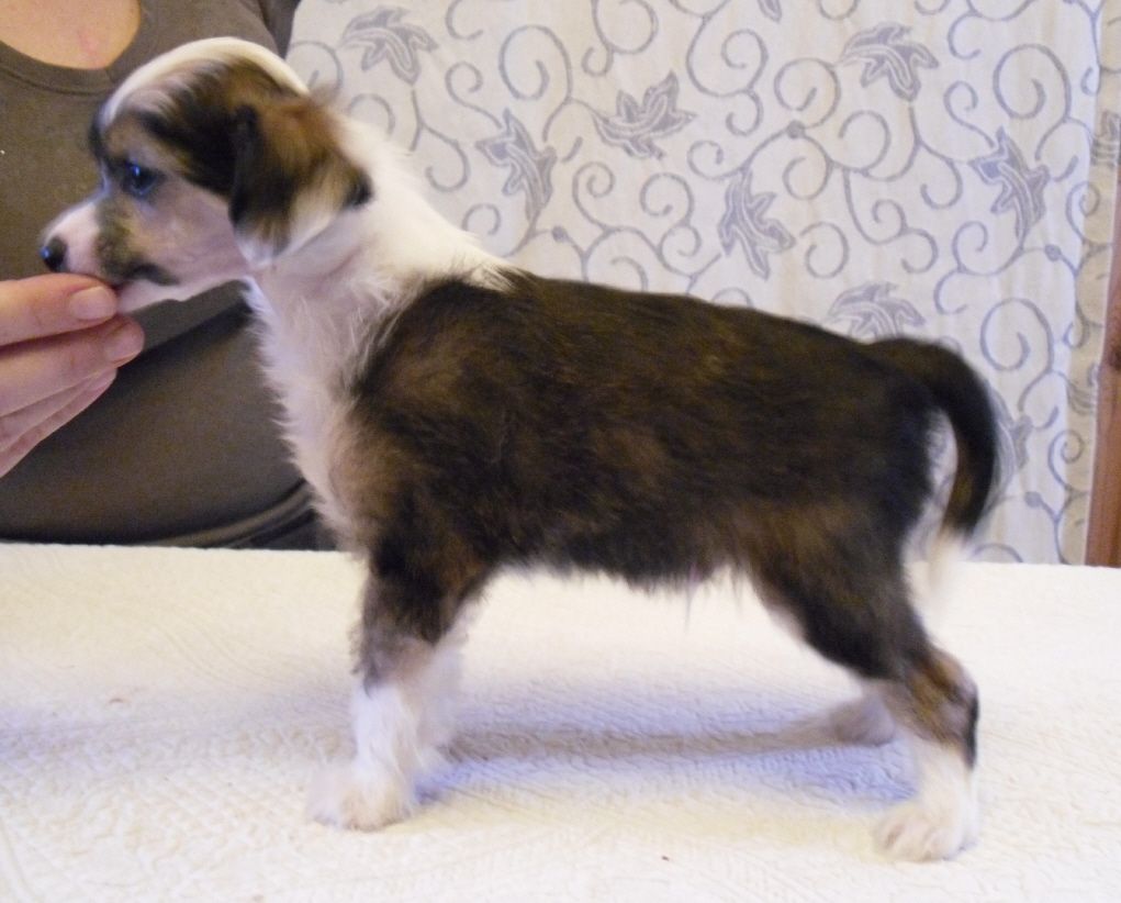 Bozo Gang's Desperado