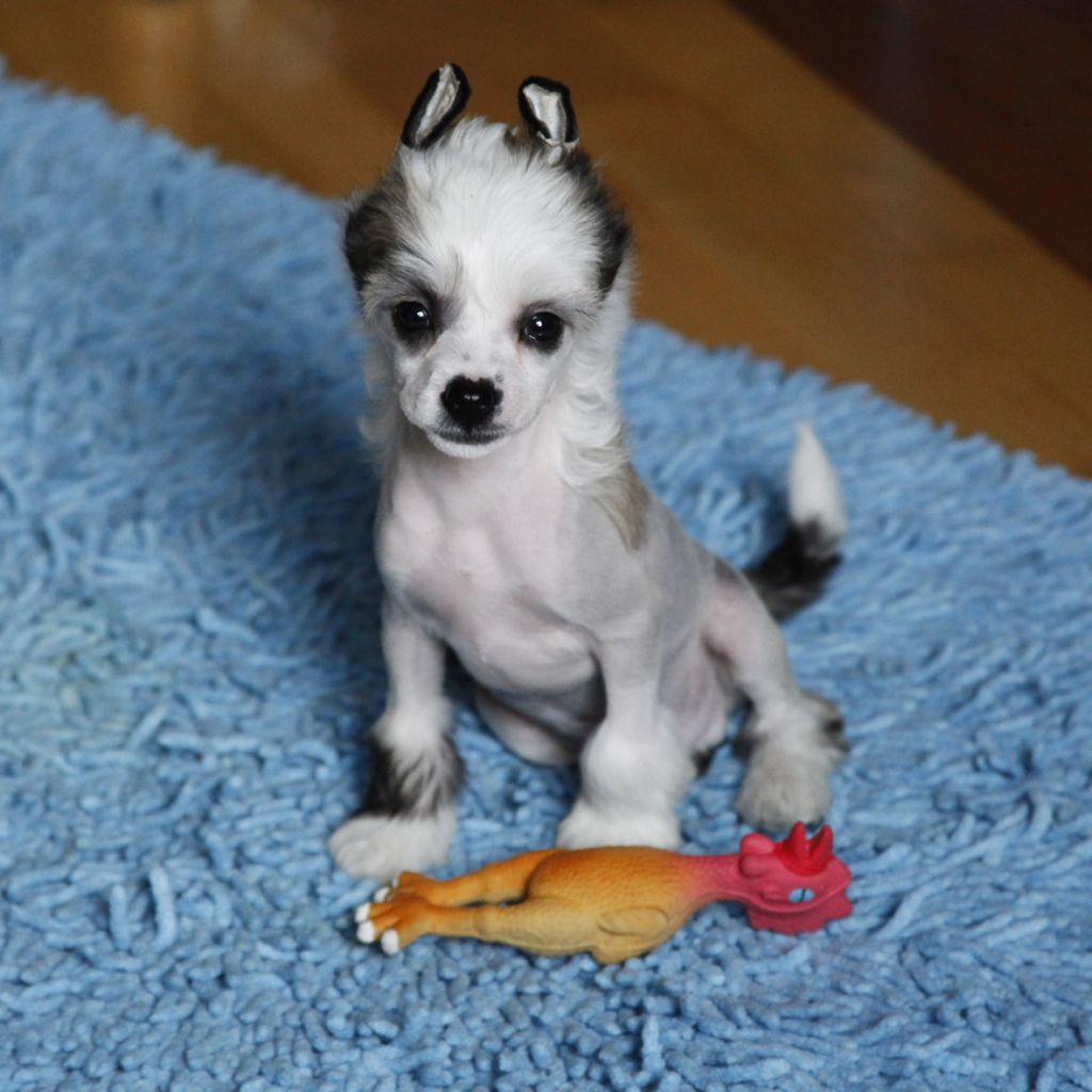 Hecaron Cixi Excellent Ego