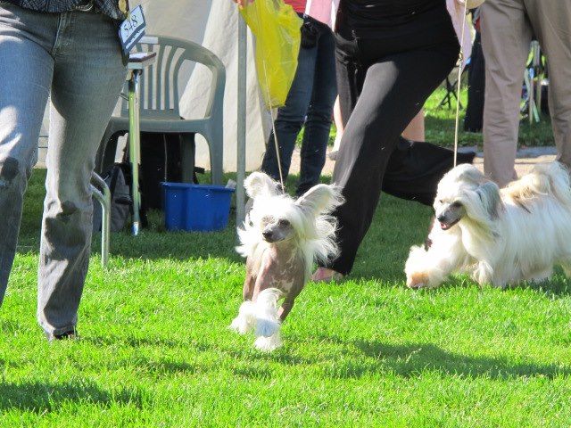 Hecaron Cixi Eyecatcher