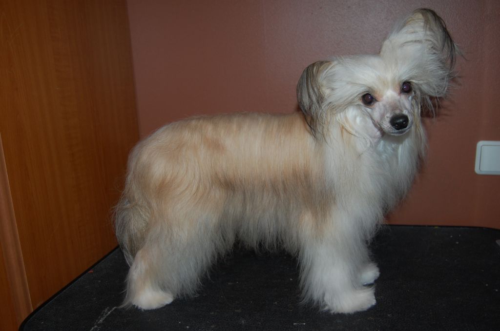 Pinky Twinky Jungle Monster