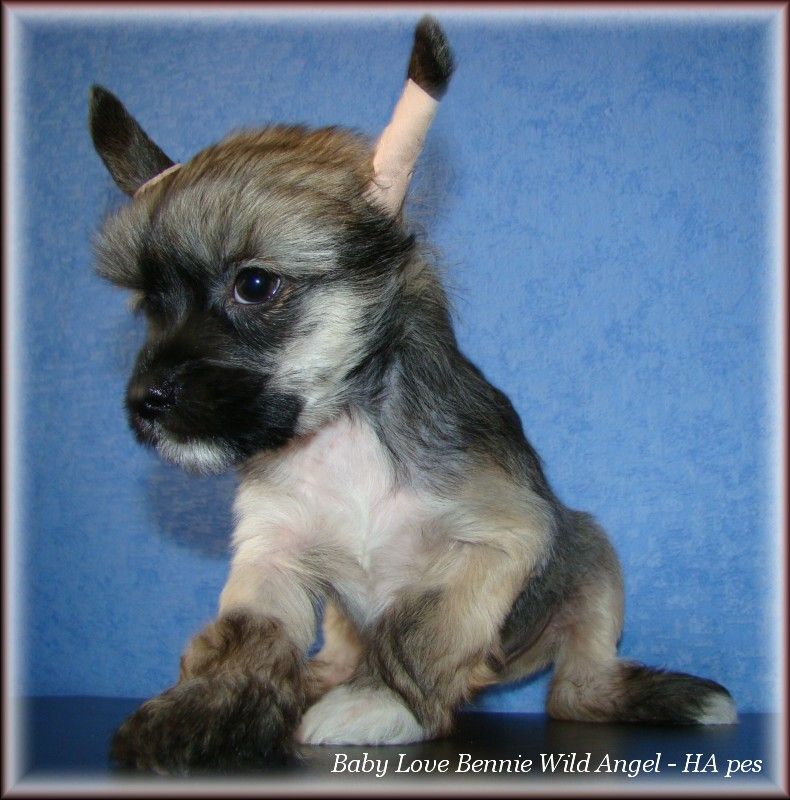 Baby Love Bennie Wild Angel