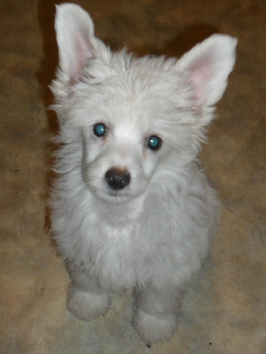 Yakira von Shinbashi