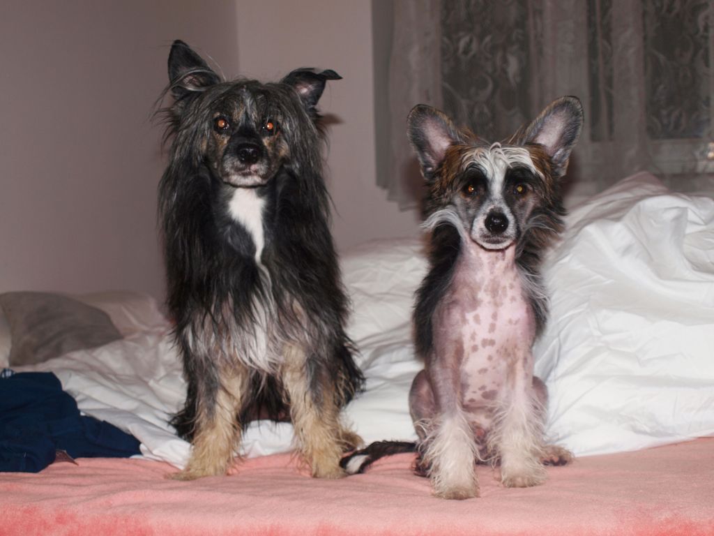 Belfio Love Bennie Wild Angel