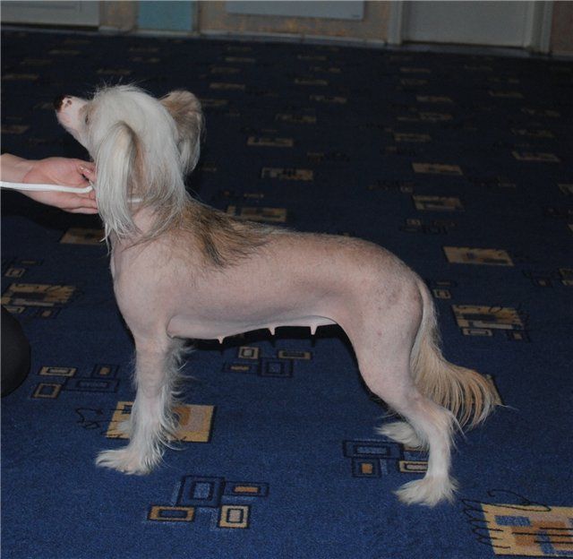 Bladi Shark Hrizantema