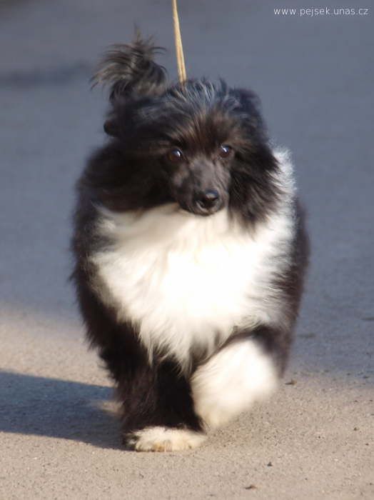 Willy ze Zatopené chajdy