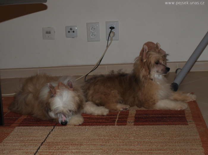 Wonky Tonk ze Zatopené chajdy