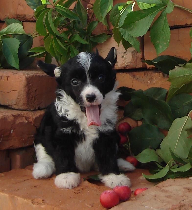 Naimuluna Line Nolla Fler Nuar