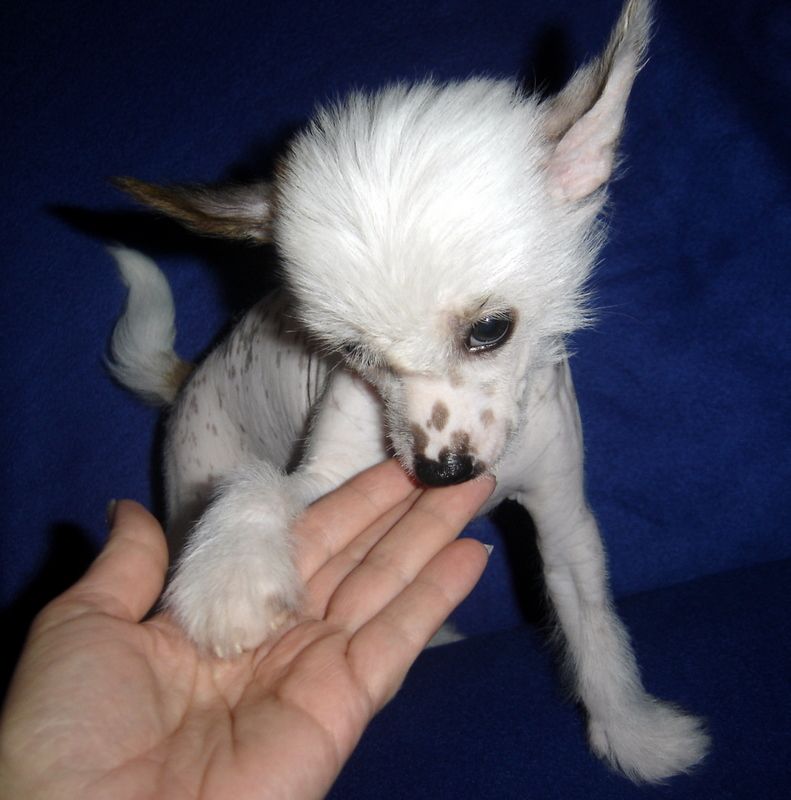 Callista Jay Darydakles