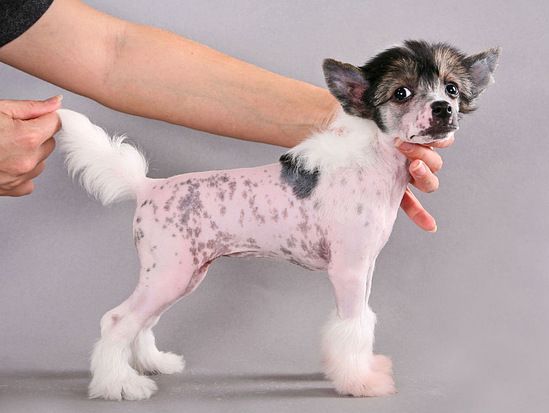 Dogland Happy Pure Love