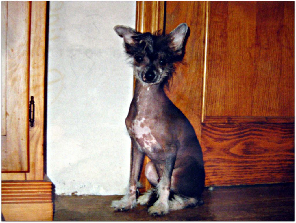 Corsario del Amanecer Marino