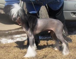 Shoy Krokodail Filipp Krasiviy