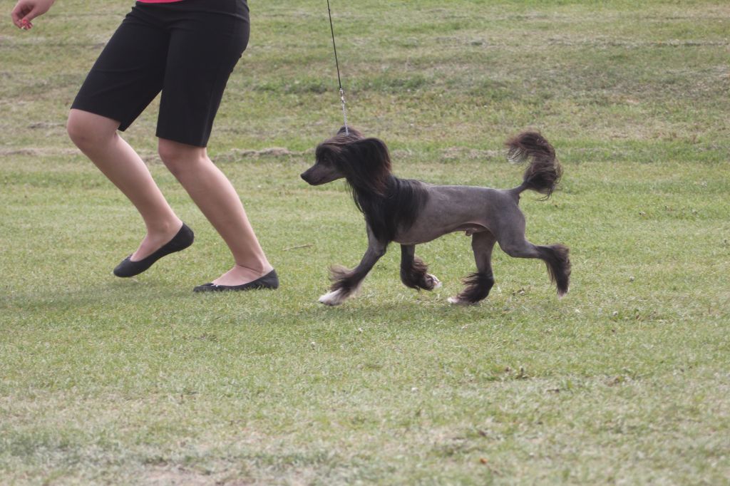 Kaunotar's Flashblack Jamani