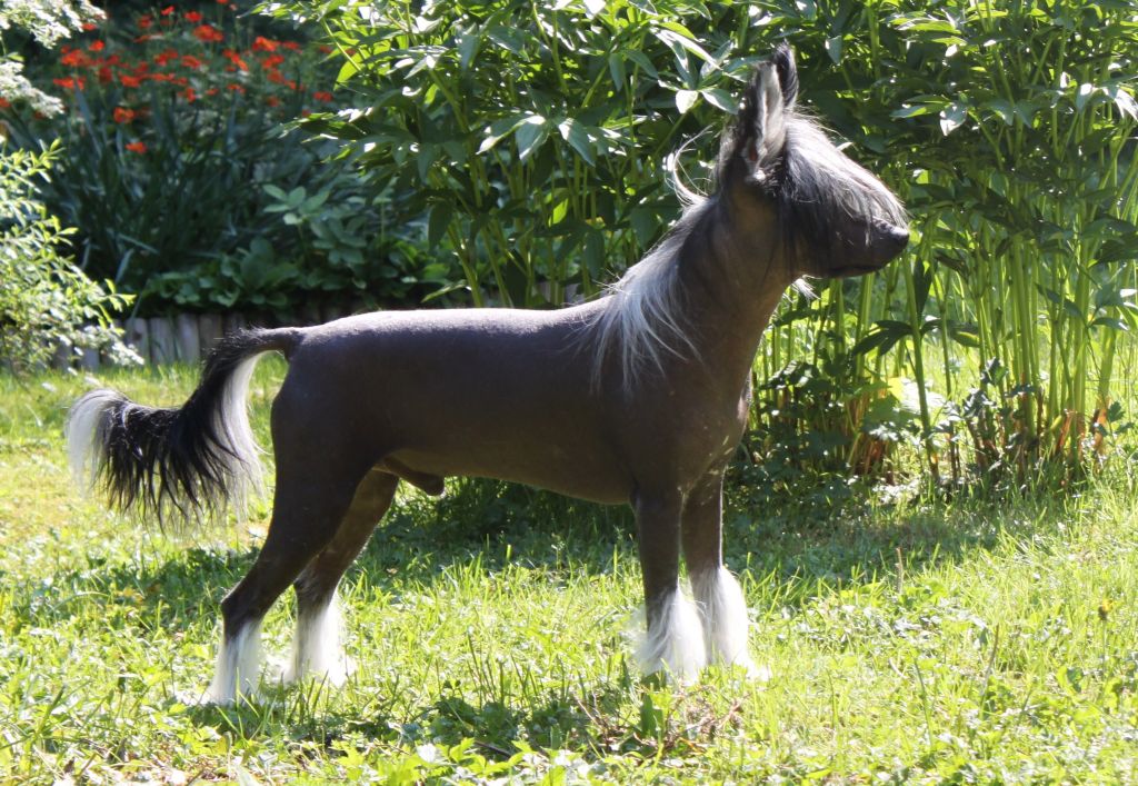 Fiabella's Fairy Of Night