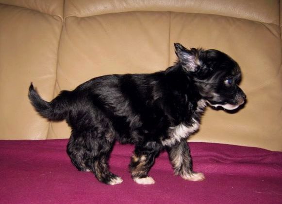 Be My Dog's Sounds Easy