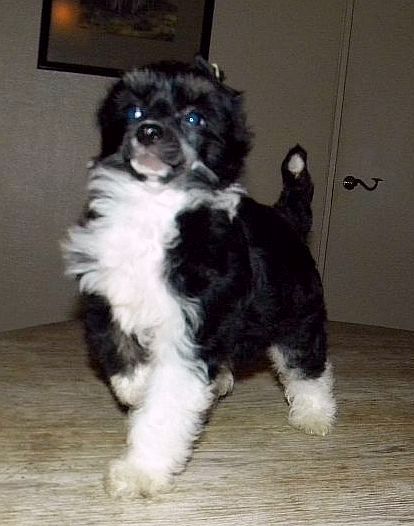 Be My Dog's Seperate Property