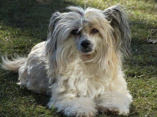 Be My Dog's Sleeps With Angels