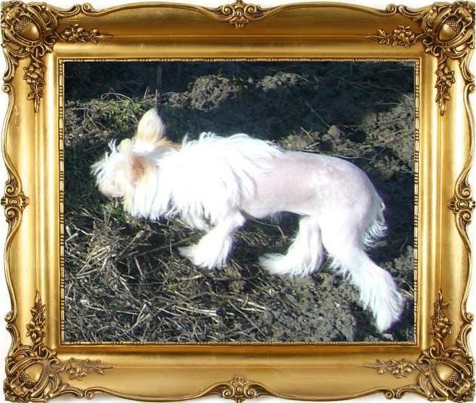 Grande Amoureuse Sasima