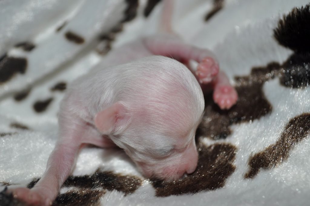 Poulot's Diamonds and Pearls