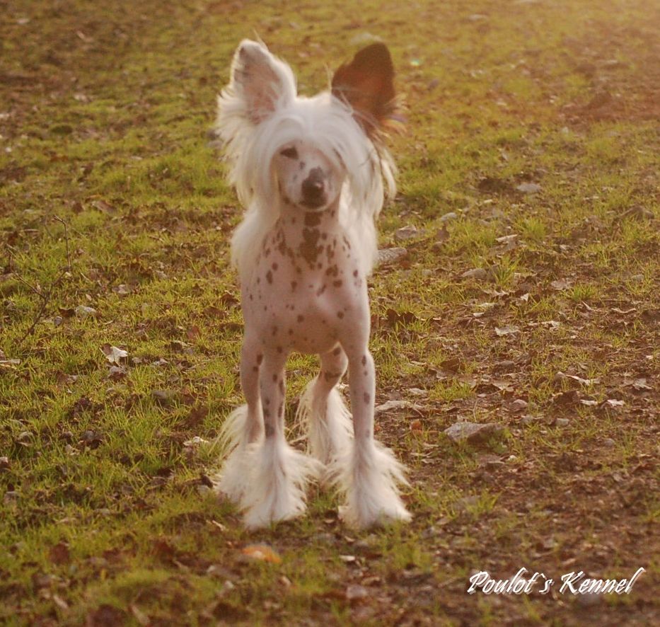 Poulot's Double Trouble