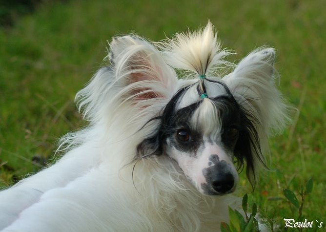 Poulot's Daddy Long Legs