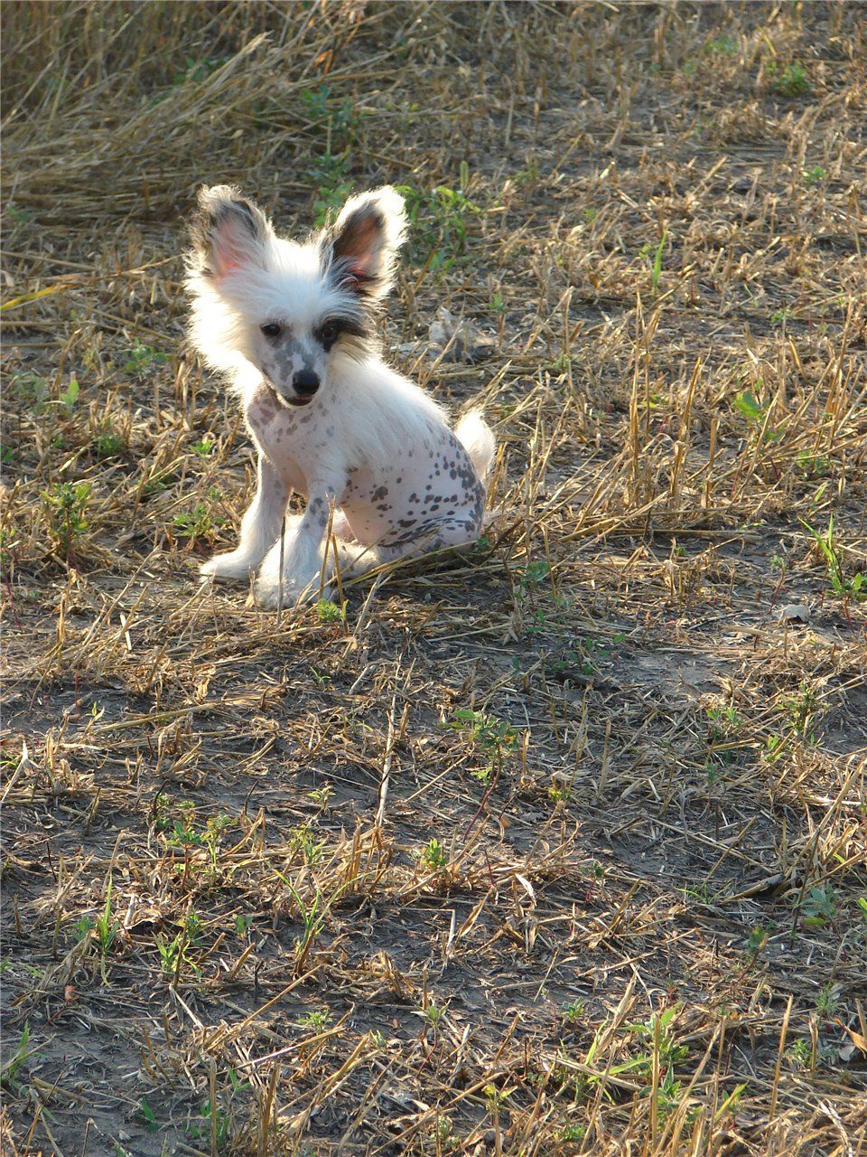 Jarden Misterio Kant