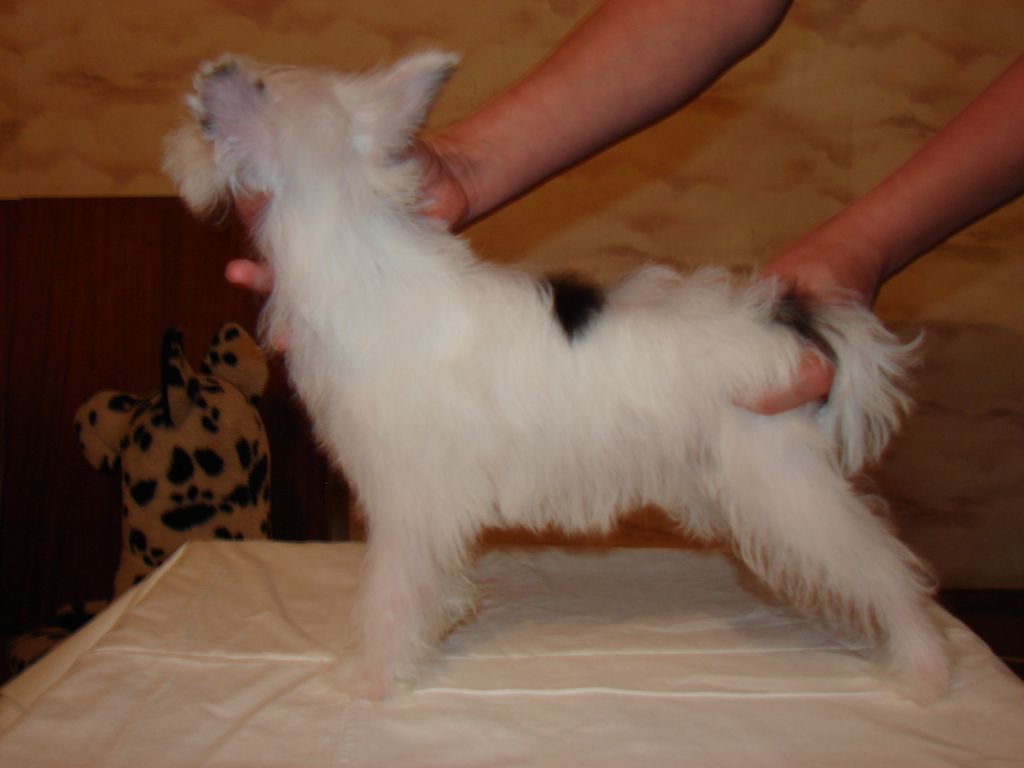 Imperiya Chanel East Sharm