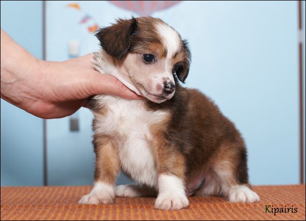 Apriori Vip Just Sweet