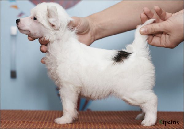 Apriori Vip Jungle's Flower