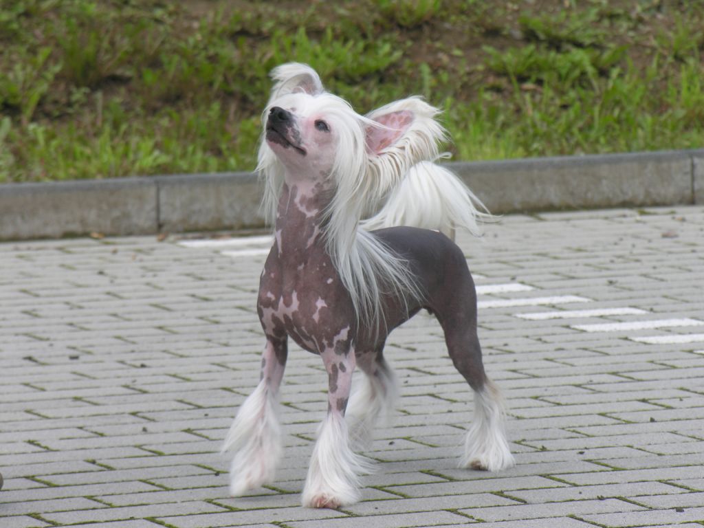 Apriori Vip  Jasmin Angel Look 