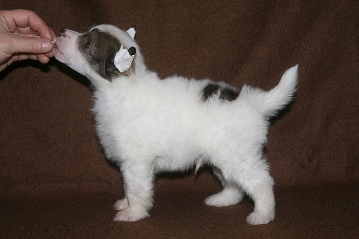 Status Imperial Knight Of Queen