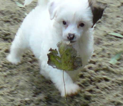 J' Top Model De Rama