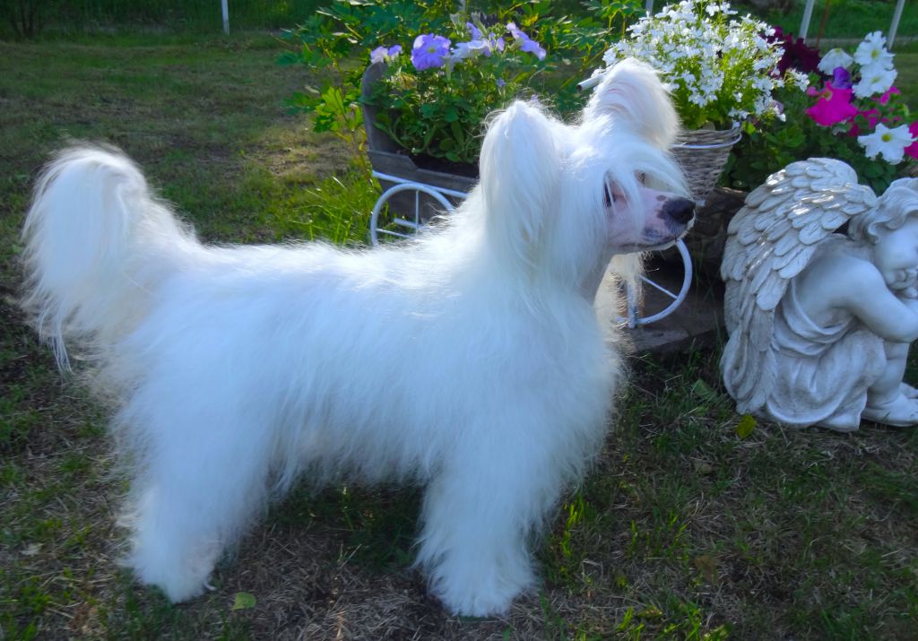 Hundred Acres Queen Amidala