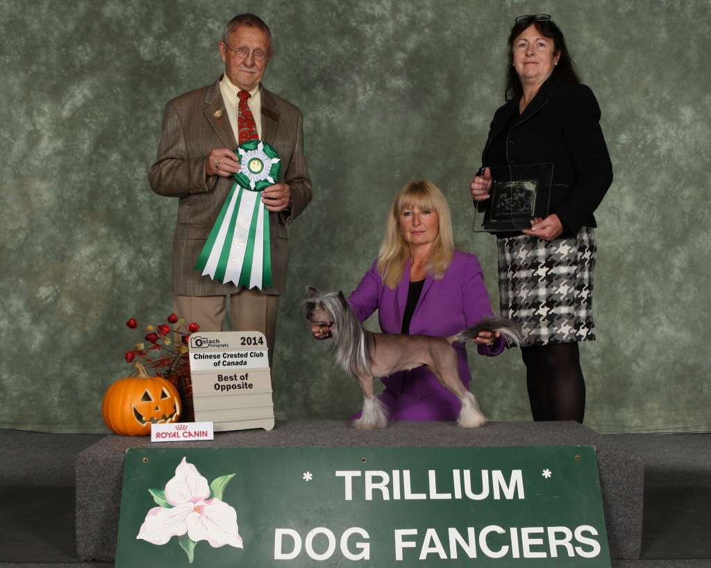 Bodeswell Pixietail Cat's Meow