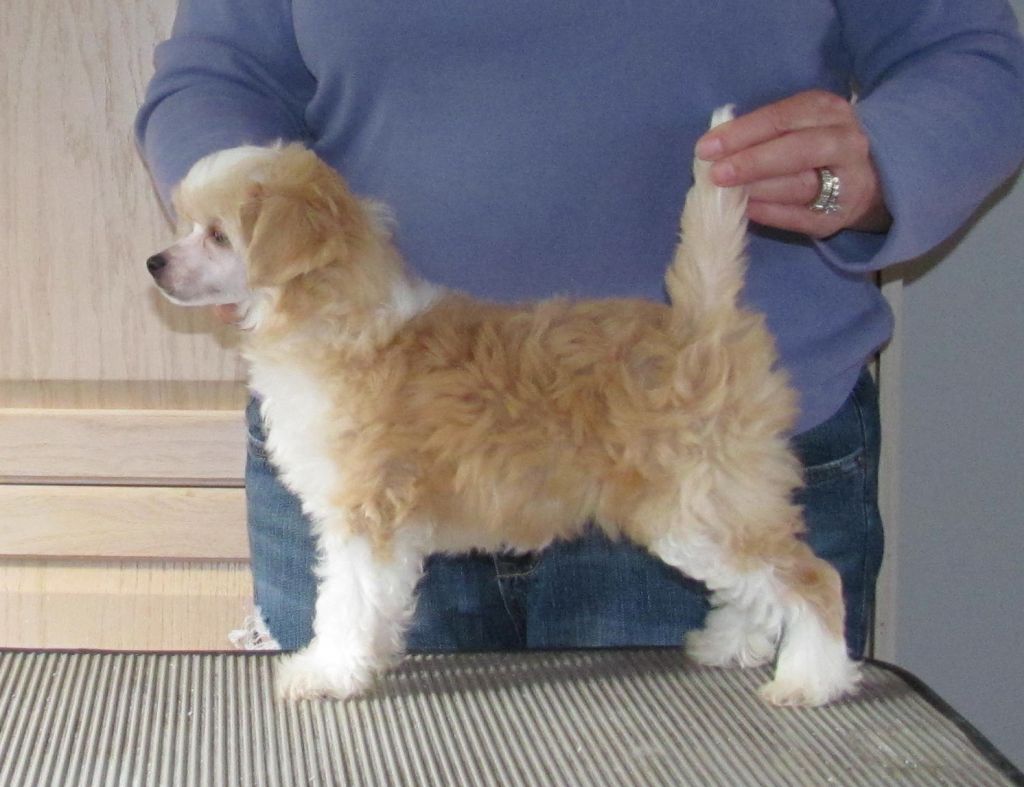 Bodeswell Pixietail Pumpkin Pie