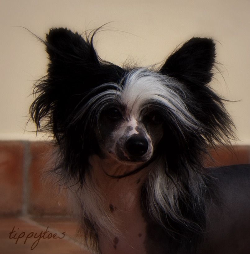 Tippytoes Itza Kinda Magic