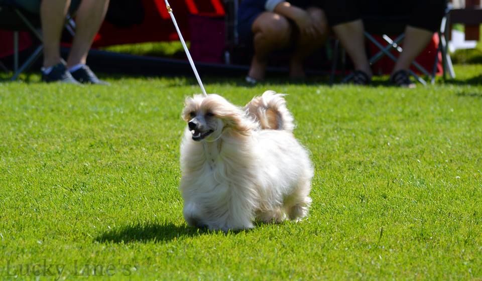 Lucky Line's Make Up