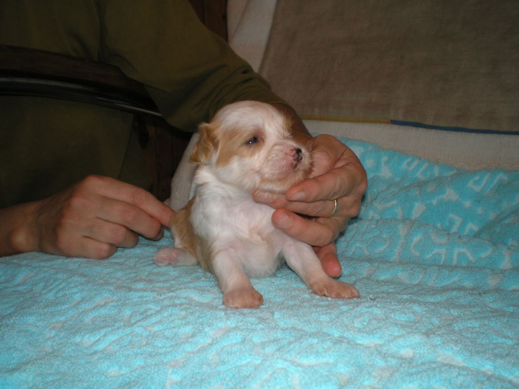 Adriana Bohemia Evergreen