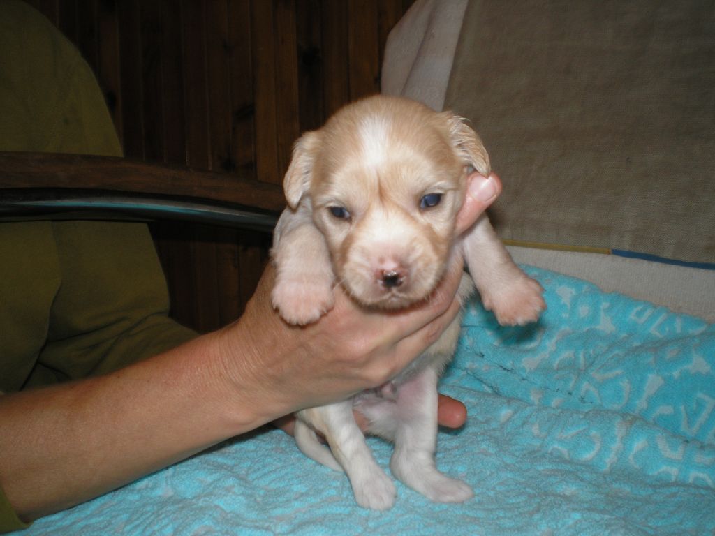 Alwin Bohemia Evergreen