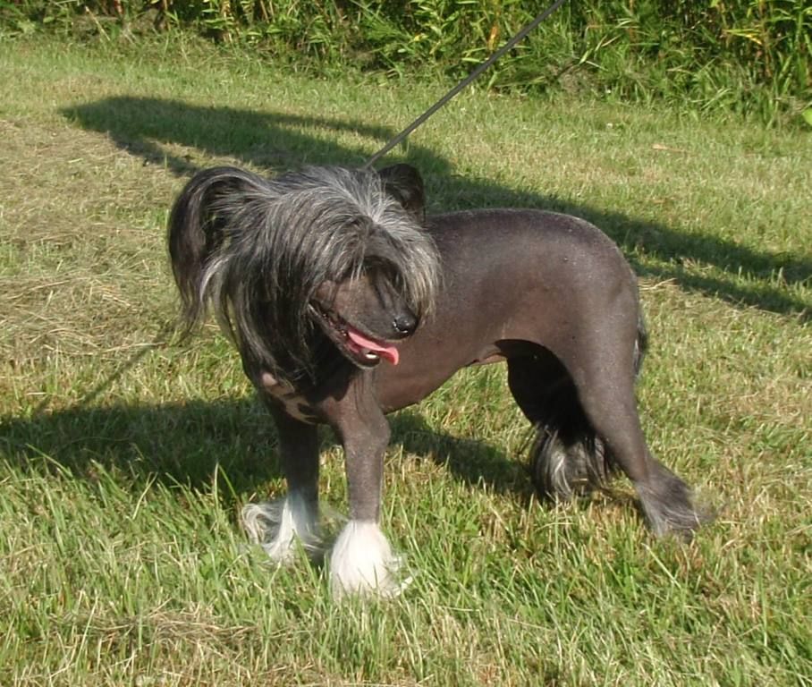 Geisha Girl of Treasure Bin