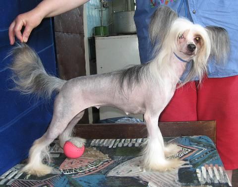 Fortuna Printsessa Udachi