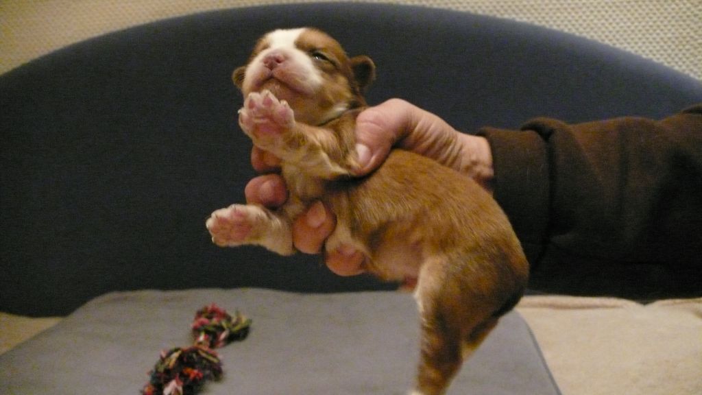 Frendor's Xtraordinary