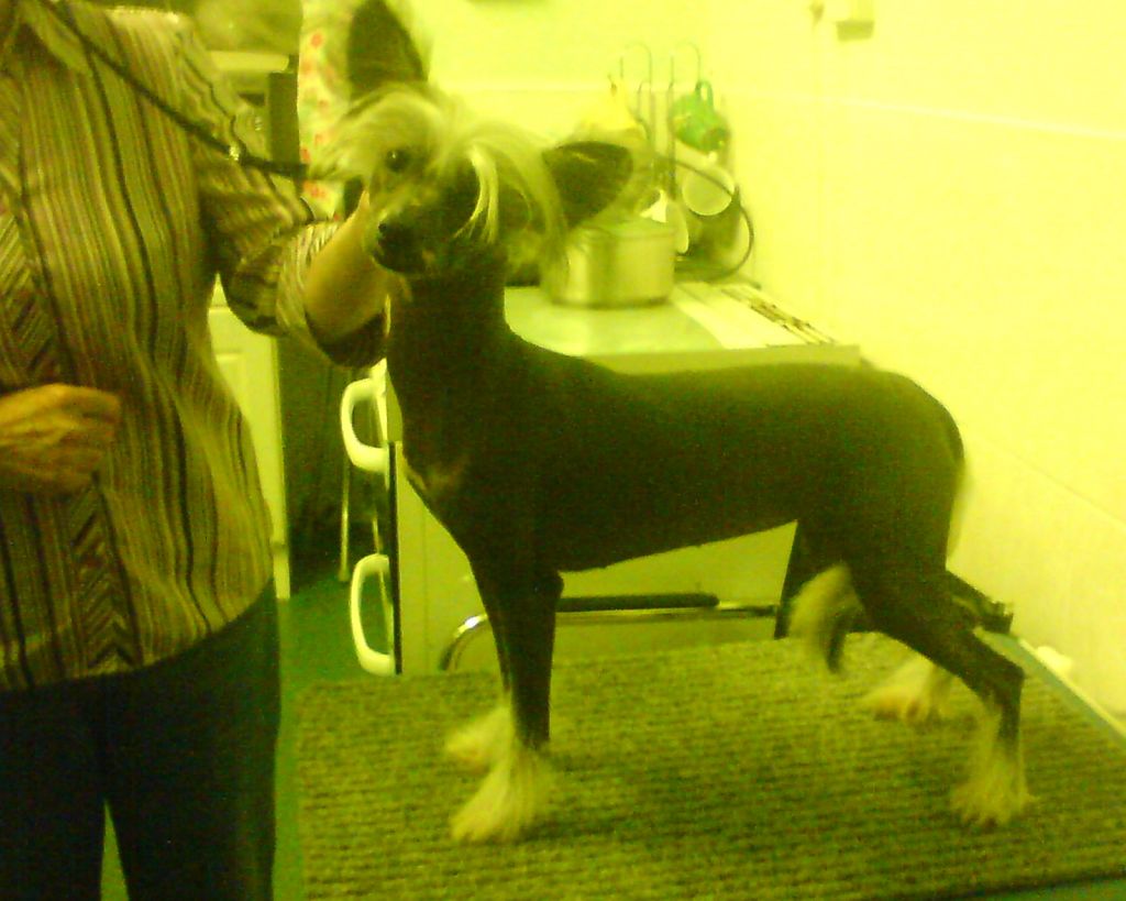 Sigyns Twist And Shout