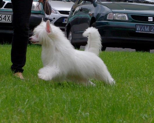 Secret Byl Sobie Król