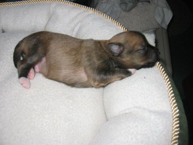 Ladyday Buddy Guy Poarott