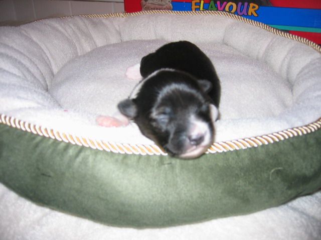 Ladyday Satchmo Poarott