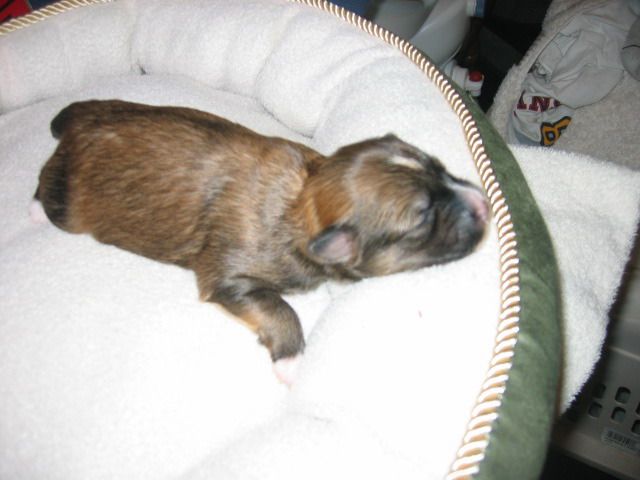 Ladyday Etta James Poarott